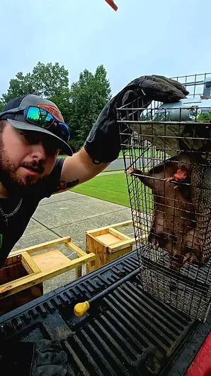 Wildlife handler checking trapped animal in metal cage outdoors